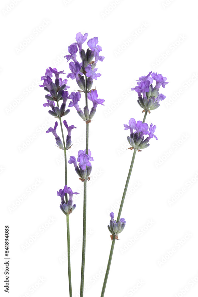 Obraz premium Beautiful blooming lavender flowers isolated on white