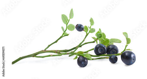 Branch with ripe bilberries and green leaves isolated on white
