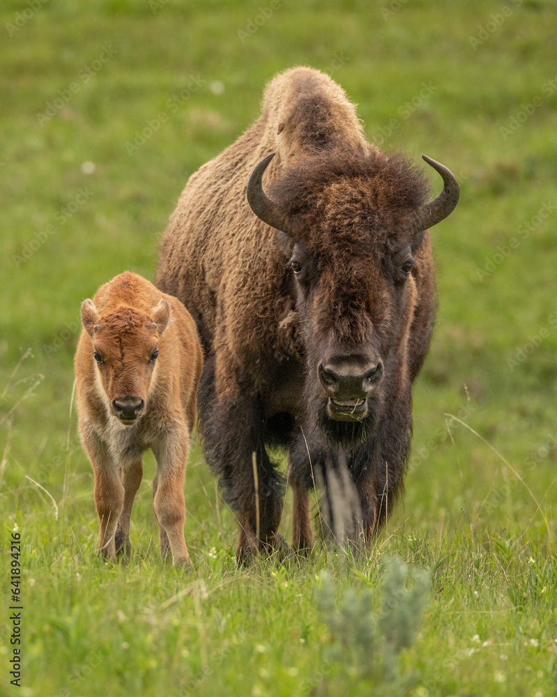 Fototapeta premium Bison cow with her newborn calf in Yellowstone National Park