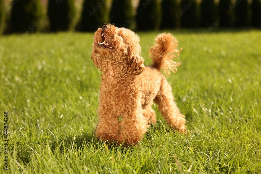 Cute Maltipoo dog on green lawn outdoors Cute Maltipoo dog on green lawn outdoors