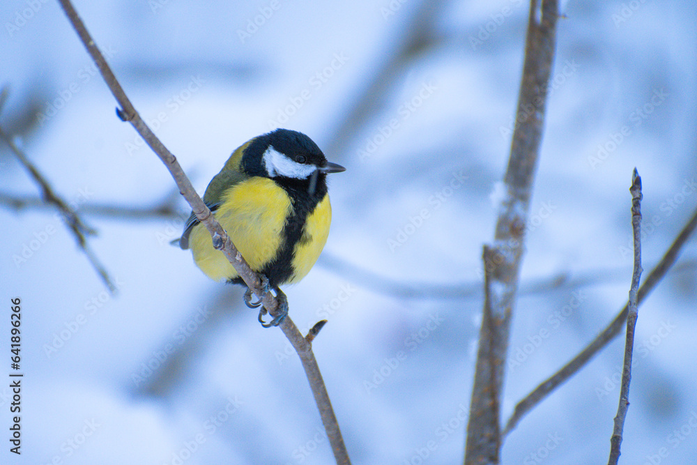 titmouse on a branch titmouse on a branch