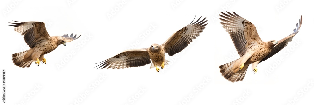 Obraz premium Hawk flying in different poses, generative ai.