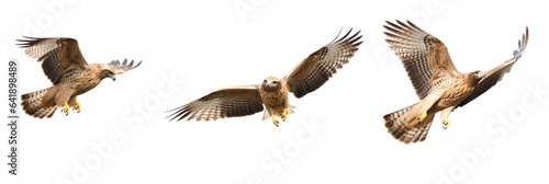 Hawk flying in different poses, generative ai.