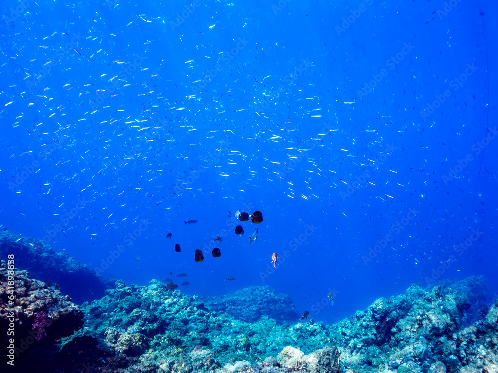 Fototapeta premium 美しいホウライヒメジ（ヒメジ科）、チョウチョウウオ（チョウチョウウオ科）、ヘラヤガラ（ヤガラ科）他の群れ。日本国静岡県伊豆半島賀茂郡南伊豆町中木から渡し船で渡るヒリゾ浜にて。 2023年8月27日水中撮影。 