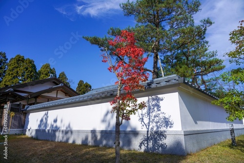 Fotobehang 青空バックに見るちょうど見頃のモミジの紅葉と白壁のコラボ情景