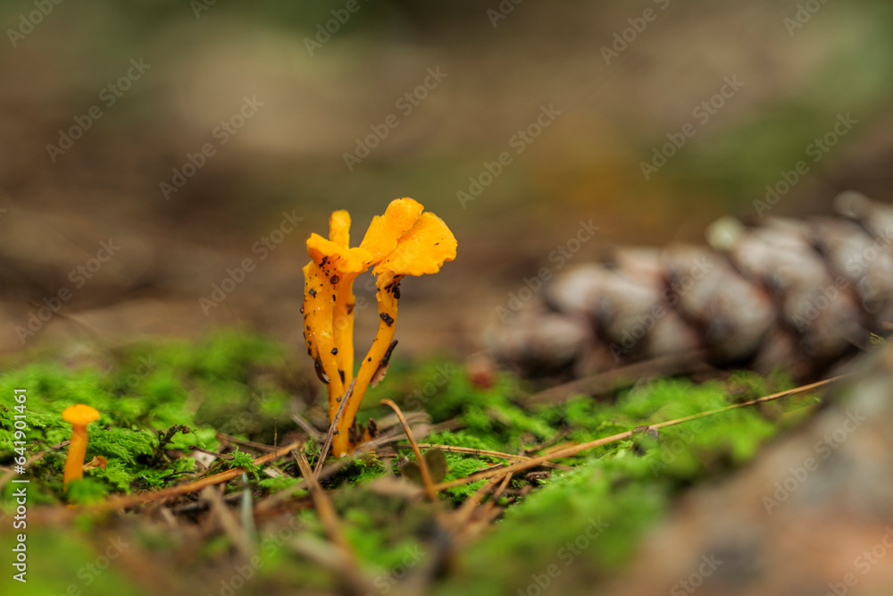 mushroom on moss in forest, abstract natural background. Mushroom picking, fall time concept. High quality photo mushroom on moss in forest, abstract natural background. Mushroom picking, fall time concept. High quality photo