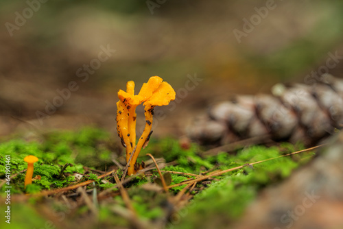 mushroom on moss in forest, abstract natural background. Mushroom picking, fall time concept. High quality photo