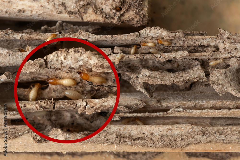 Group of the small termite destroy timber, termites eat wood and