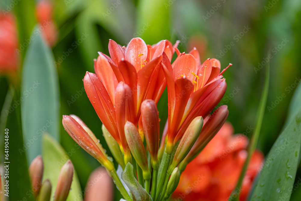 Clivia miniata, the Natal lily or Bush lily. Close up of flower Clivia miniata Clivia miniata, the Natal lily or Bush lily. Close up of flower Clivia miniata