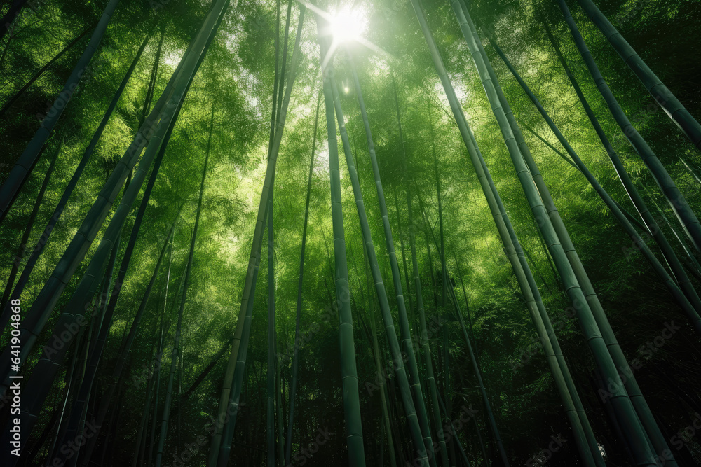 Tranquil Zen: A Breathtaking Aerial View of a Serene Bamboo Forest, Sunrays Peeking Through the Lush Canopy, Embracing the Exotic Beauty of an Asian Landscape
