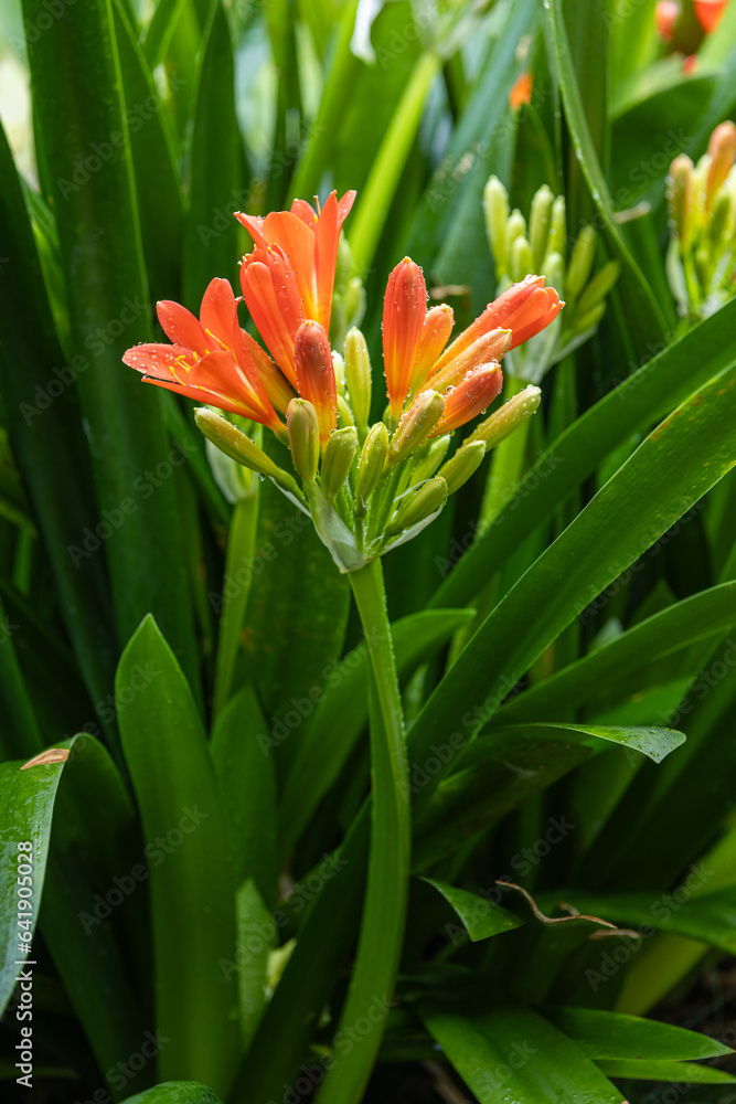 Clivia miniata, the Natal lily or Bush lily. Close up of flower Clivia miniata