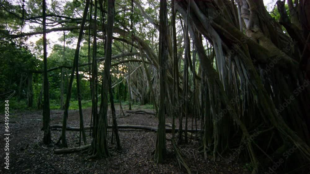 Steady Cam Through Dark Hawaiian Forest Steady Cam Through Dark Hawaiian Forest