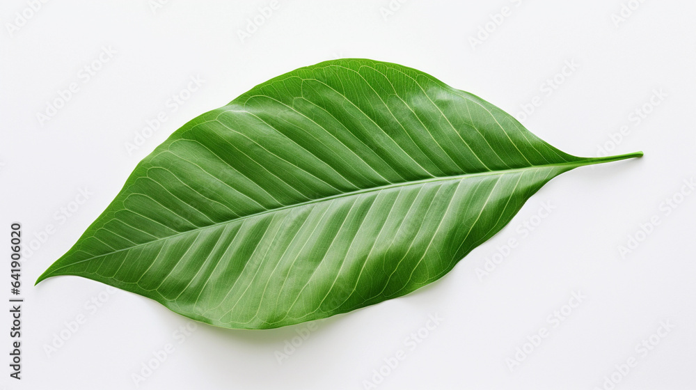 Isolated Green Leaf on a Clean White Background, Capturing the Natural Beauty and Simplicity of a Single Leaf Isolated Green Leaf on a Clean White Background, Capturing the Natural Beauty and Simplicity of a Single Leaf