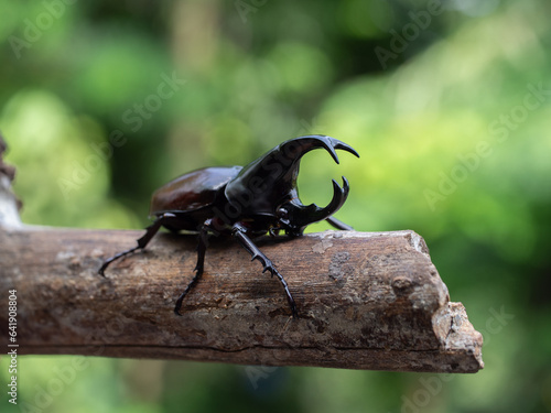 Hercules beetle insect on bamboo © chatchai