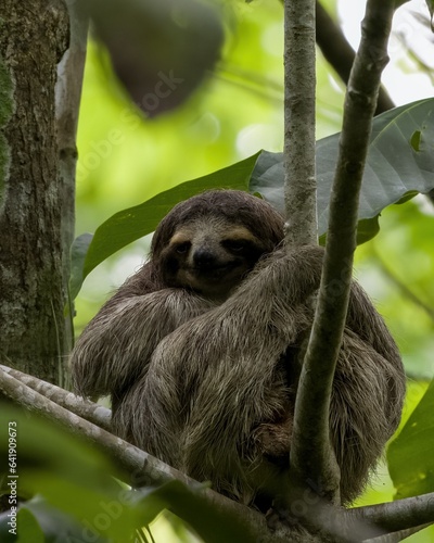 Sloth resting on a tree. © Miguel