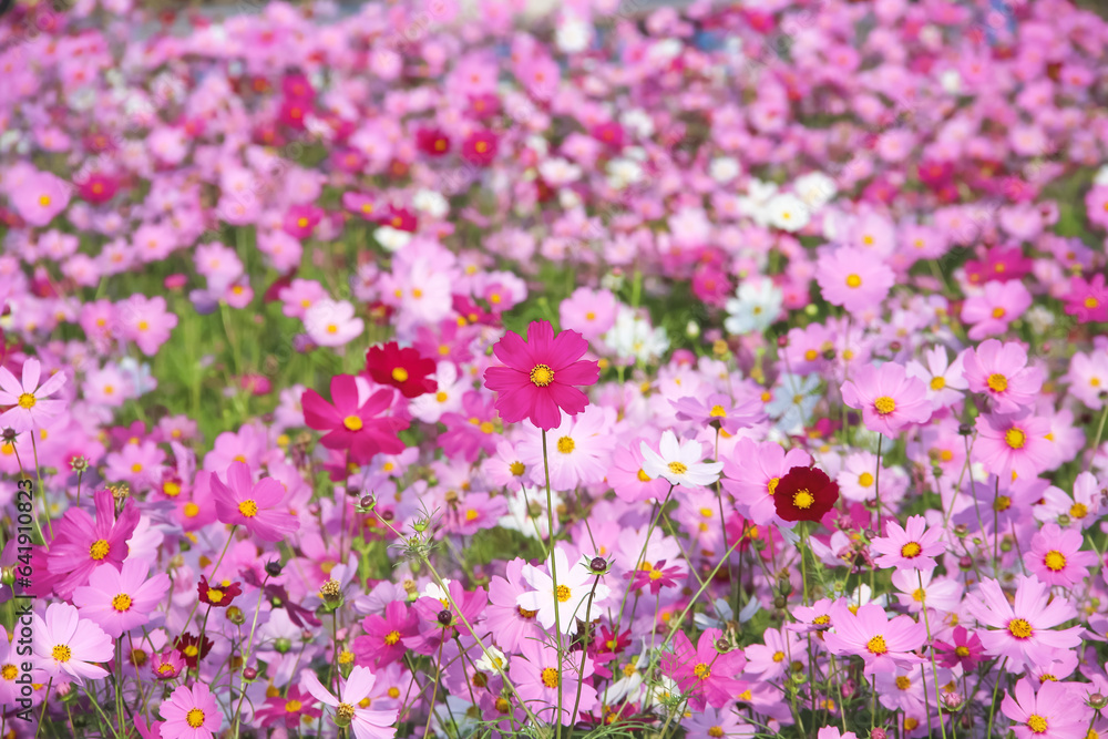 Cosmos bipinnatus wild flowers field blooming with breeze natural summer outdoor background