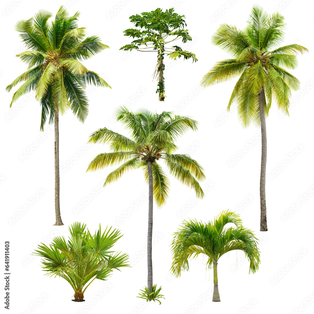 Set of palm trees isolated on transparent background. Cut out palm grove. Coconut tree. High quality image for professional composition. - obrazy, fototapety, plakaty 