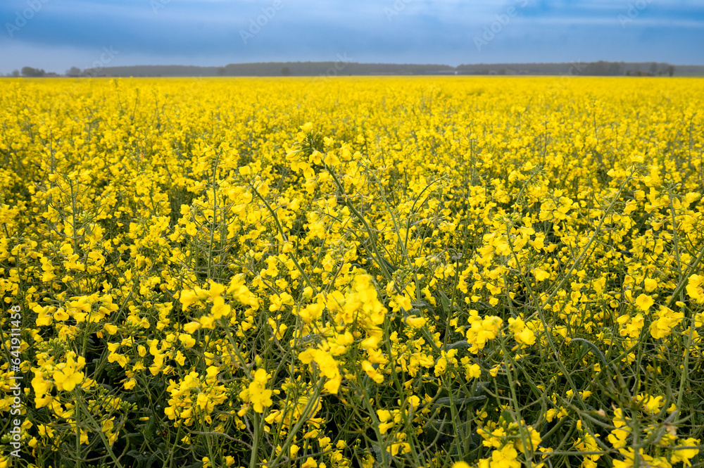 Rapeseed Crops in the UK 