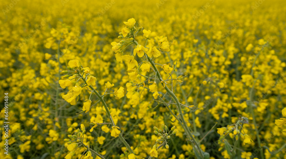 Rapeseed Crops in the UK Rapeseed Crops in the UK