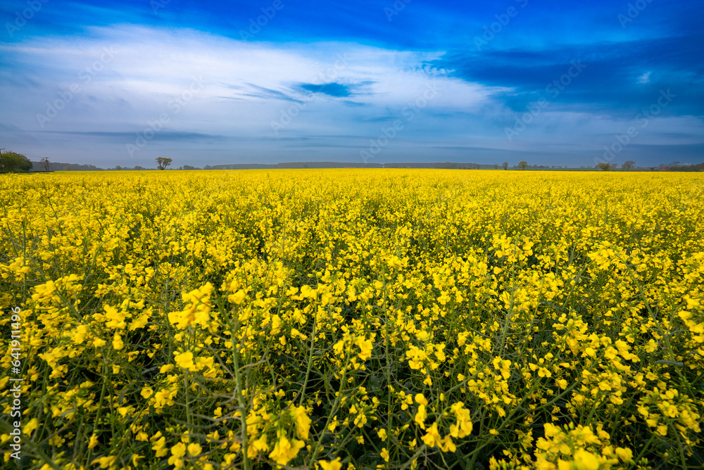 Fototapeta premium Rapeseed Crops in the UK 
