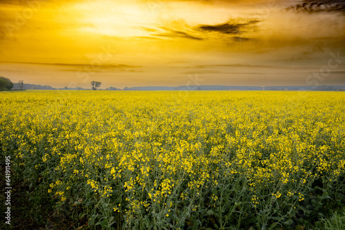 Rapeseed Crops in the UK 