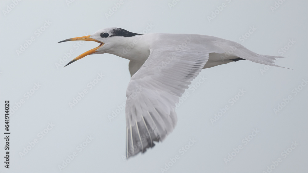 Obraz premium 뿔제비갈매기, Chinese Crested Tern, Thalasseus bernsteini