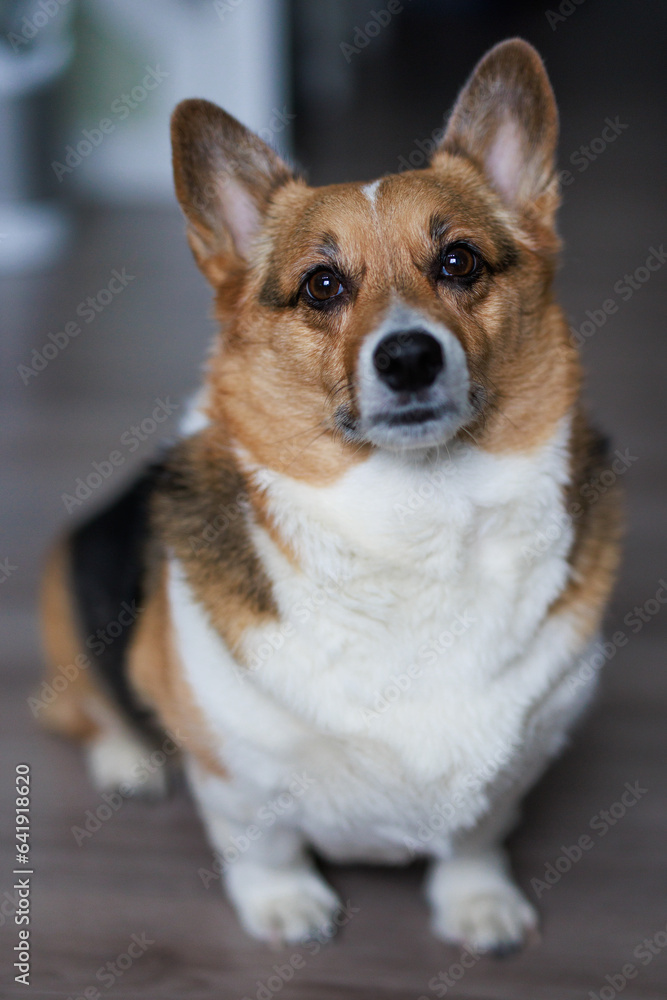 pembroke welsh corgi posing cutely for a portrait pembroke welsh corgi posing cutely for a portrait