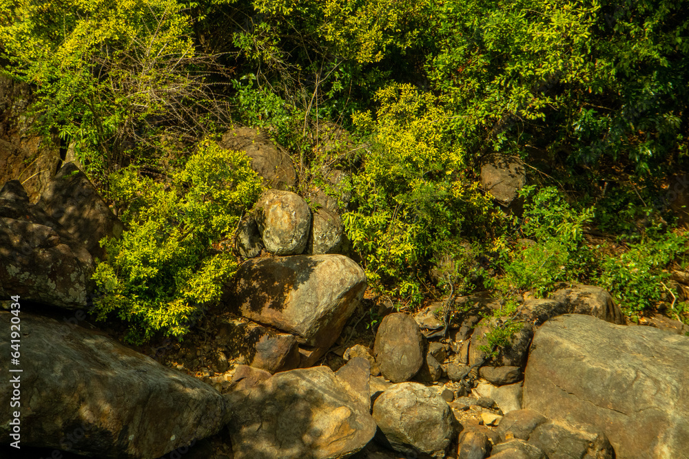 Rock in the forest at wilpattu province, sri lanka.