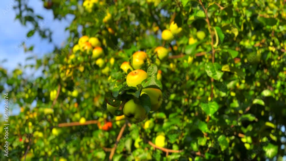 Gala apples growing on a apple tree orchard almost ripe to be picked Gala apples growing on a apple tree orchard almost ripe to be picked