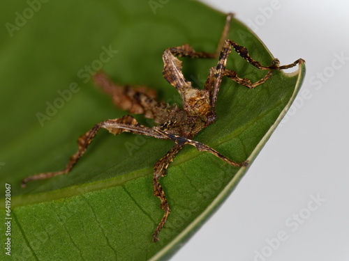 Super macro closeup of the Giant prickly stick insect (Extatosoma tiaratum) photo