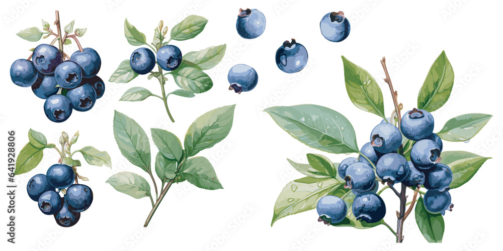 watercolor blueberry clipart for graphic resources - obrazy, fototapety, plakaty 