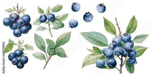 watercolor blueberry clipart for graphic resources Fototapeta