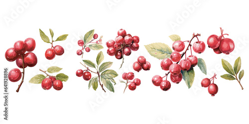 watercolor cranberry clipart for graphic resources photo