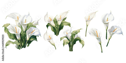 Fototapete watercolor calla lily clipart for graphic resources
