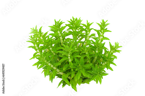 Limnophila aromatica,Limnophila geoffrayi isolated on white background.Medicinal plants