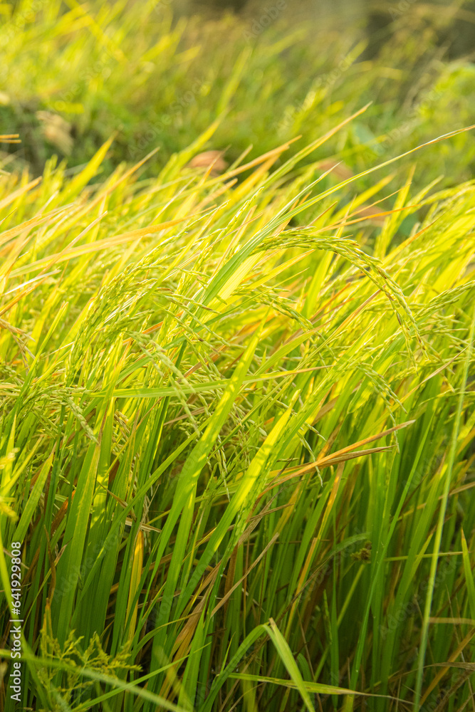 Close up of rice plant in rice field, Paddy rice