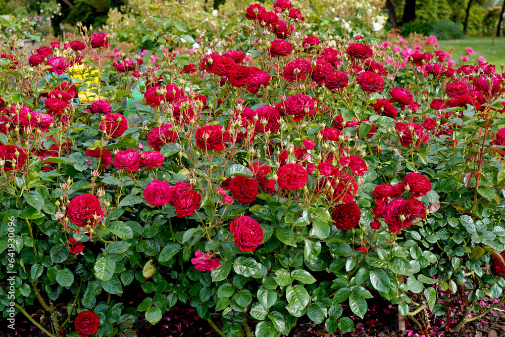 Naklejka premium A garden bed of red roses. Rosa 'Bordeaux' (Korelamba). A floribunda rose bred by Kordes Roses.