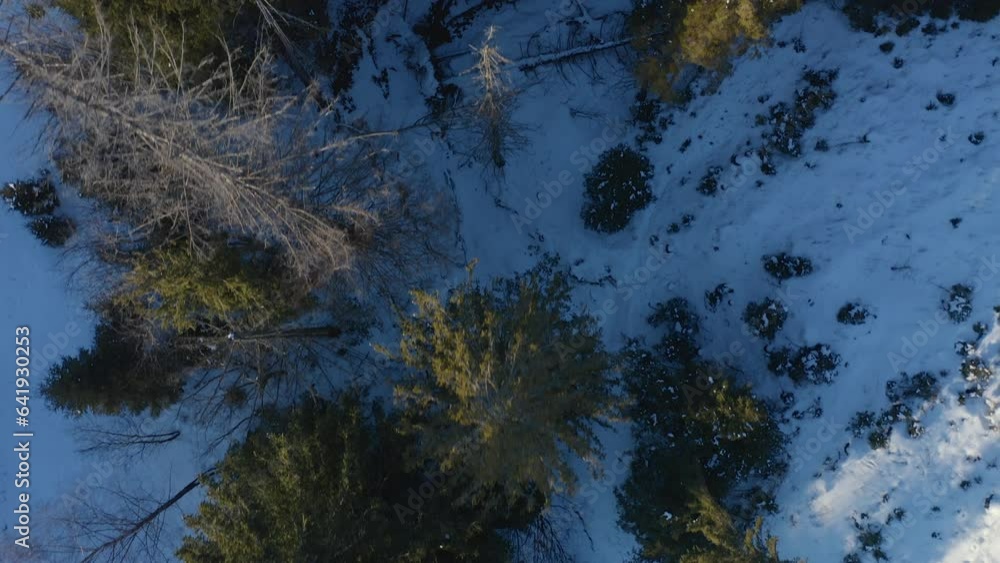 Winter Aerial Top Down Shot of Trees with snow covered ground Winter Aerial Top Down Shot of Trees with snow covered ground