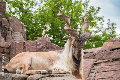 Close-up portrait of Markhor, Capra falconeri, wild goat native to Central Asia, Karakoram and the Himalayas