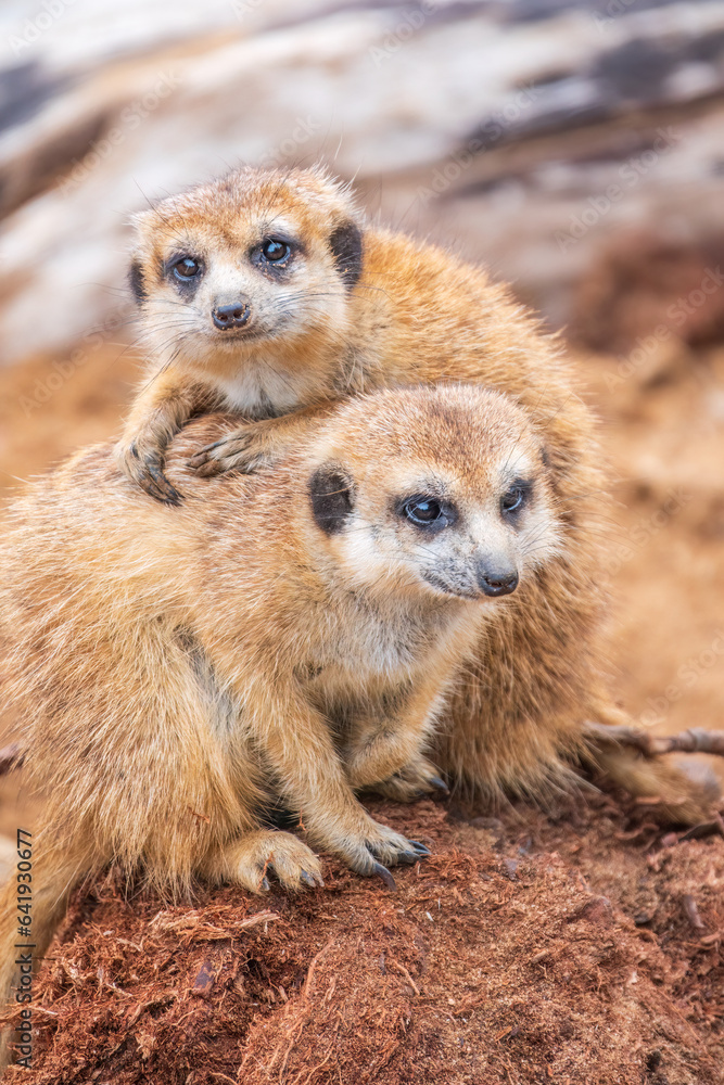 Fototapeta premium A group of cute meerkats. Meerkat Family are sunbathing.