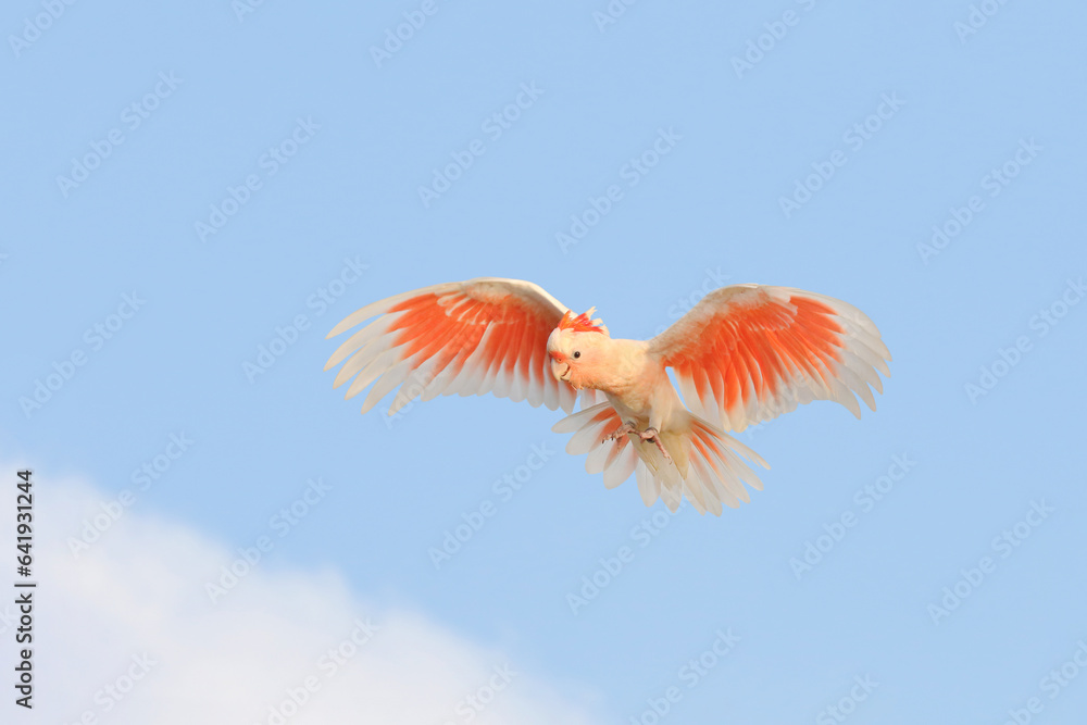 Beautiful of Major Mitchell's Cockatoo flying in the blue sky. Beautiful of Major Mitchell's Cockatoo flying in the blue sky.