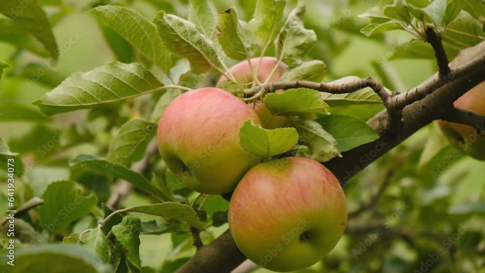 Growing organic apples in the garden. Apple ripening season. Harvesting apples in autumn. Growing organic apples in the garden. Apple ripening season. Harvesting apples in autumn.