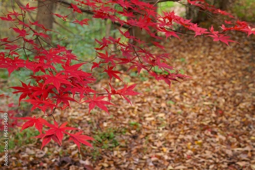 秋深い山路の紅葉と足下の枯葉