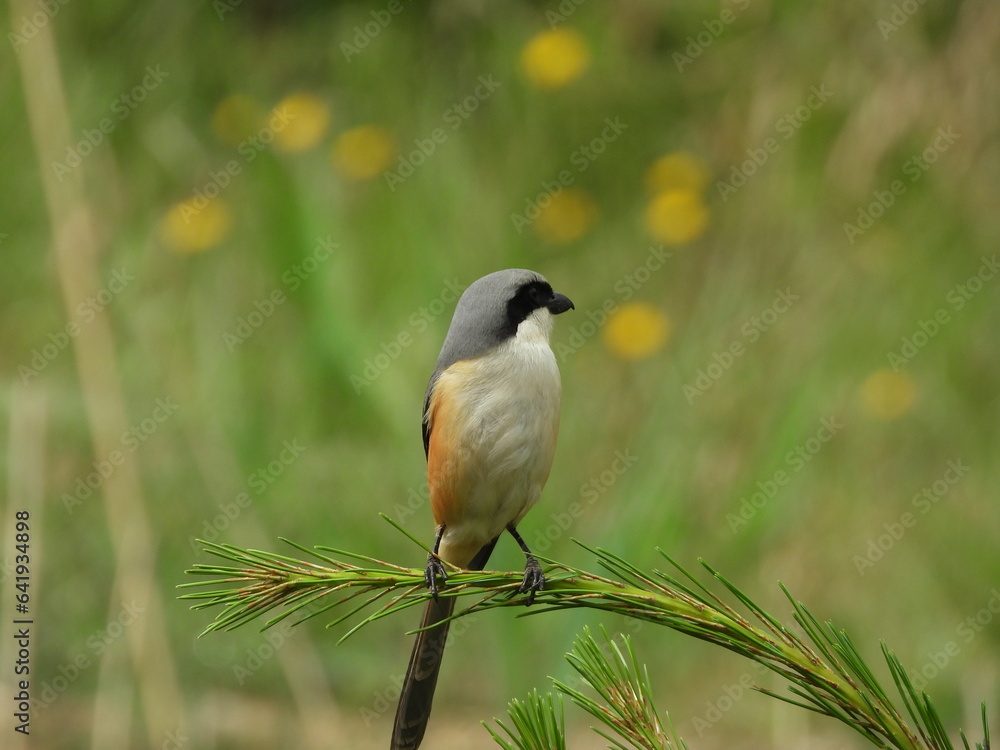 Obraz premium Birds of Bhutan, wildlife and nature. Travel, ecotourism, forests and nature in Bhutan