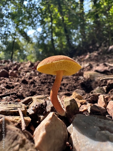 mushrooms in the forest