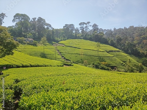 tea plantation