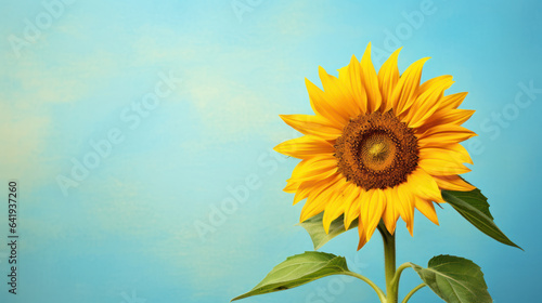 sunflower on the pastel color