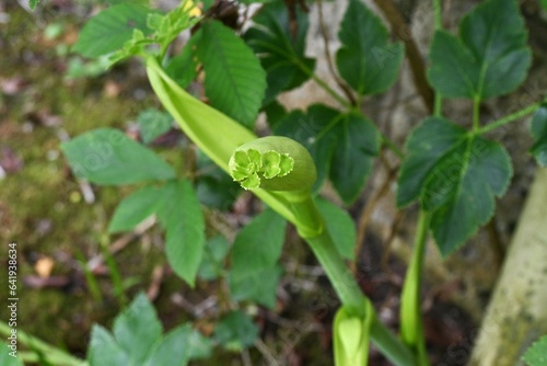 Ashitaba ( Angelica keiskei ). Apiaceae green and yellow vegetable native to Japan. It is strong, grows quickly, has great vitality, and is highly nutritious. photo