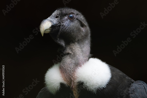 Closeup portrait of a female Andean condor