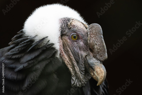 Closeup portrait of a male Andean condor